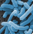 Lactobacillus Paracasei