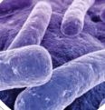 Lactobacillus Reuteri